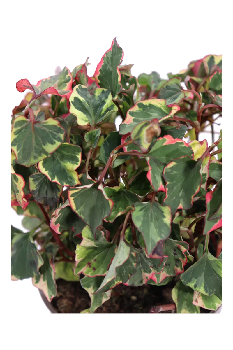 Houttuynia Cordata Chameleon v13 egarden.store 2 Houttuynia Cordata Chameleon v13 egarden.store online