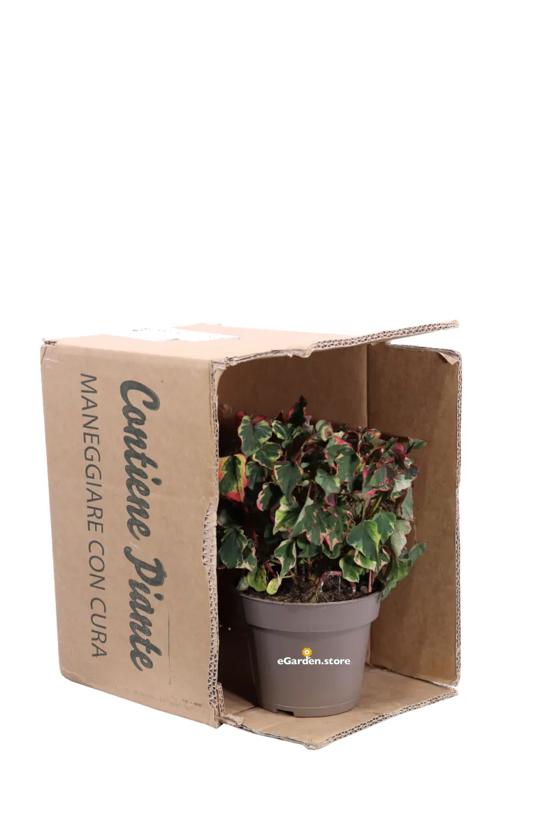 Houttuynia Cordata Chameleon v13 egarden.store 3 Houttuynia Cordata Chameleon v13 egarden.store online