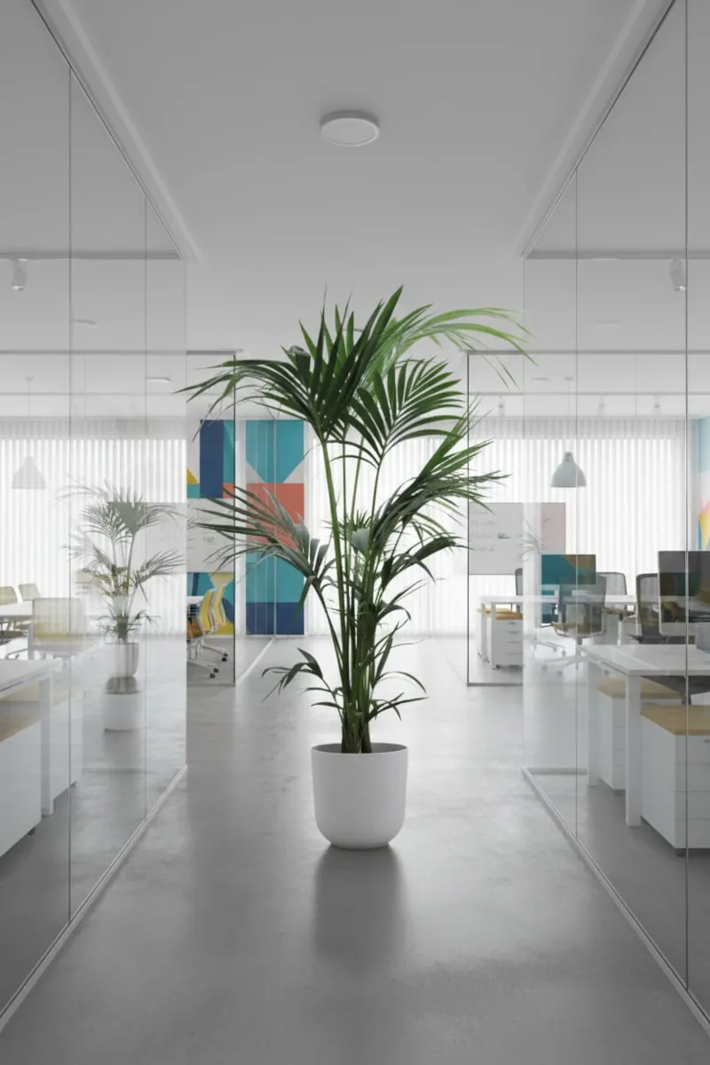 Kentia Jazz White Ufficio egarden.store online