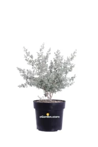 Leptospermum Laniger Silver Sheen - Manuka v24 egarden.store online