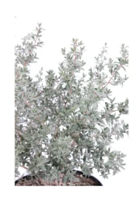 Leptospermum Laniger Silver Sheen - Manuka v24 egarden.store online