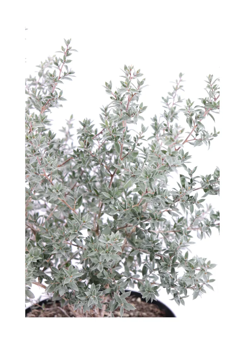 Leptospermum Laniger Silver Sheen - Manuka v24 egarden.store online