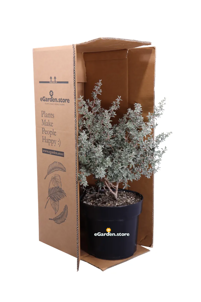 Leptospermum Laniger Silver Sheen - Manuka v24 egarden.store online