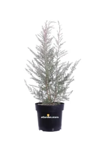 Leptospermum Scoparium Martini - Manuka v24 egarden.store online