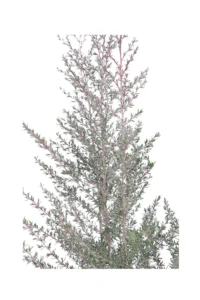 Leptospermum Scoparium Martini - Manuka