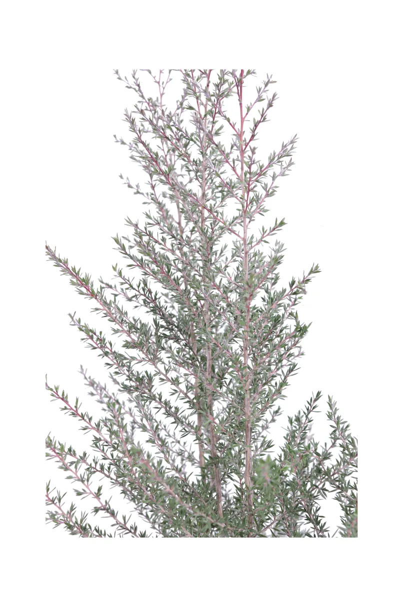 Leptospermum Scoparium Martini - Manuka