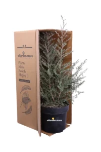 Leptospermum Scoparium Martini - Manuka v24 egarden.store online