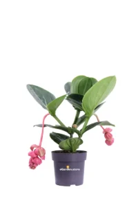 Medinilla Magnifica Lambada v14 egarden.store online
