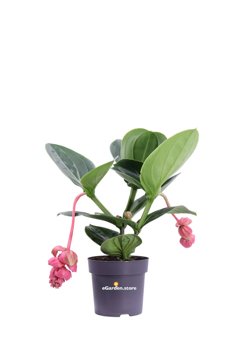 Medinilla Magnifica Lambada v14 egarden.store online