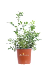 Murraya Paniculata v17 egarden.store online