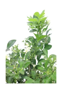 Murraya Paniculata v17 egarden.store online