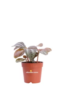 Pilea Involucrata Norfolk v7 egarden.store 1 Pilea Involucrata Norfolk v7 egarden.store online