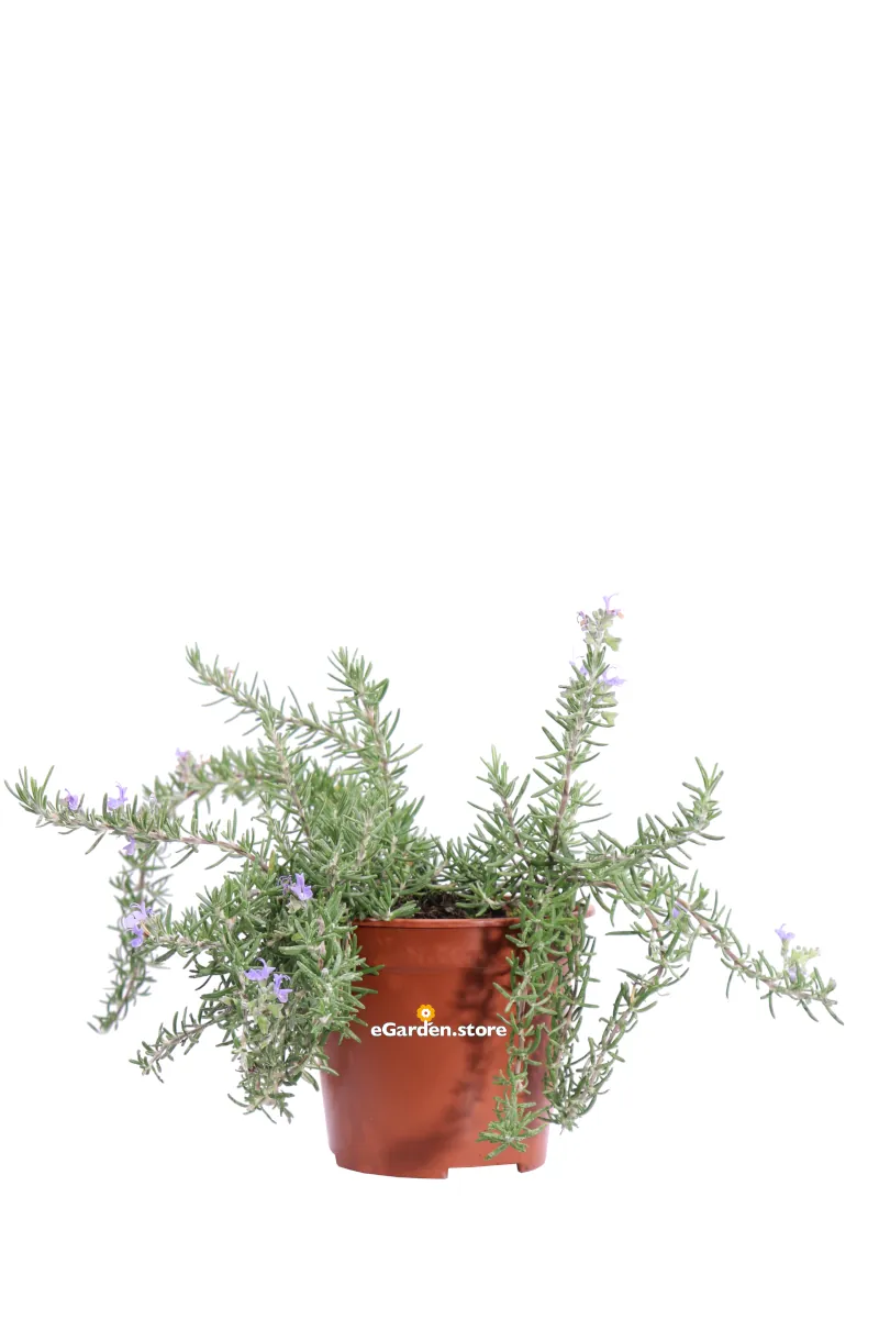 Rosmarino - Rosmarinus Officinalis Prostratus Capri