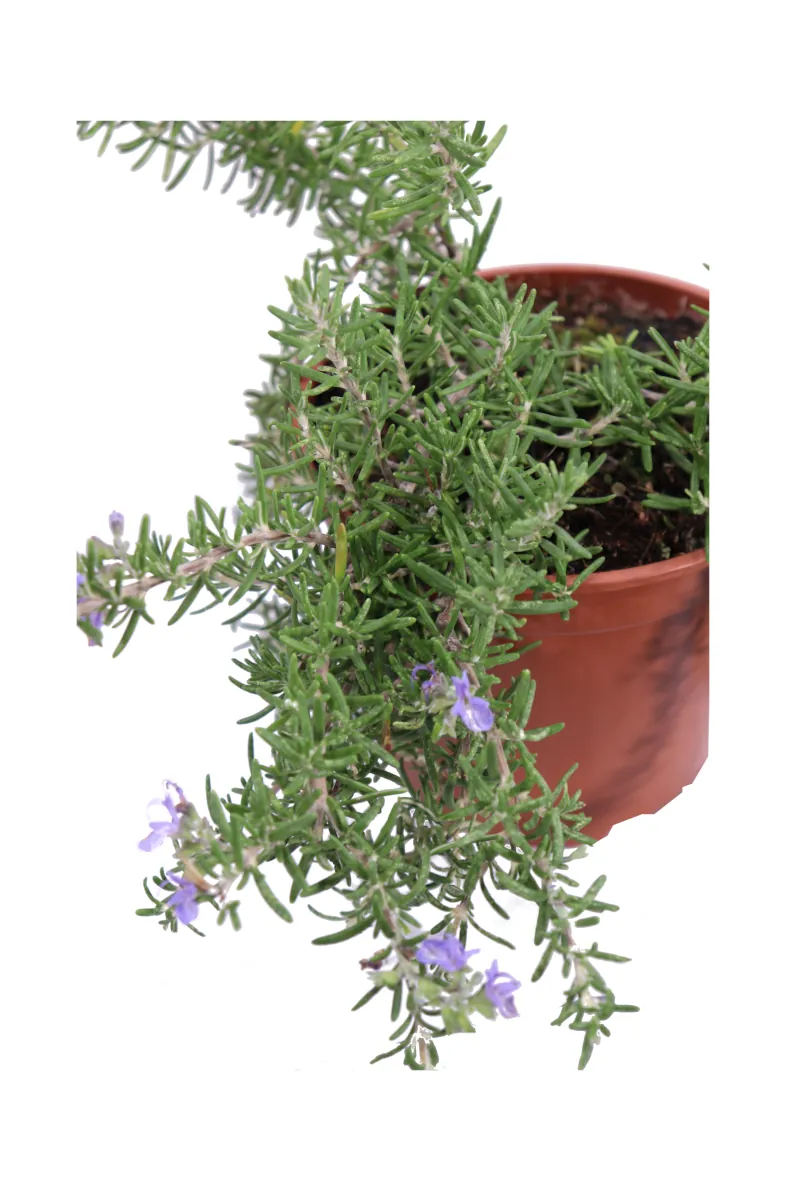 Rosmarino - Rosmarinus Officinalis Prostratus Capri