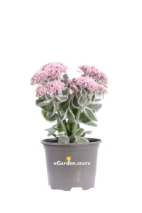 Sedum Telephium La Vie En Rose v13 egarden.store online