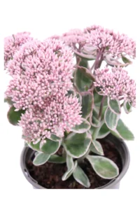 Sedum Telephium La Vie En Rose v13 egarden.store online