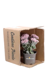 Sedum Telephium La Vie En Rose v13 egarden.store online