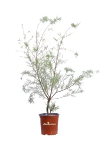 Tamerice Comune - Tamarix Gallica v17 egarden.store online