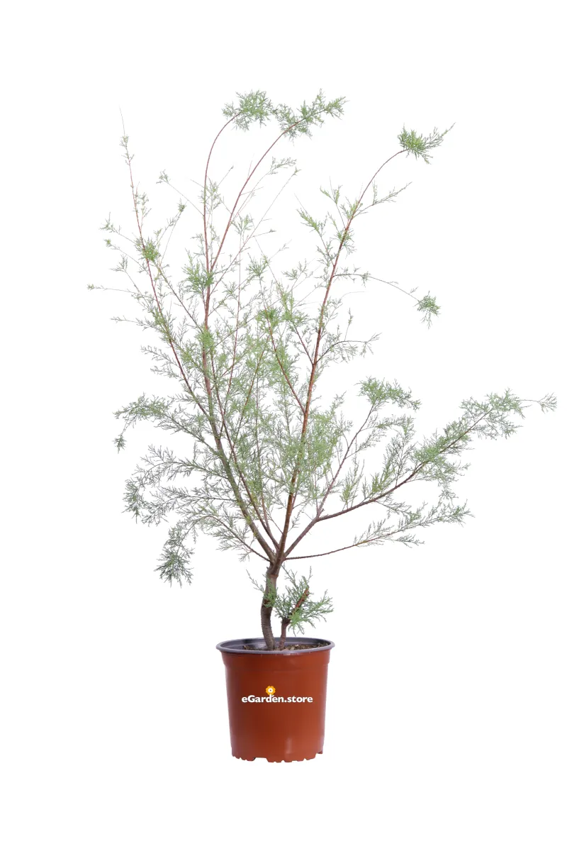 Tamerice Comune - Tamarix Gallica v17 egarden.store online