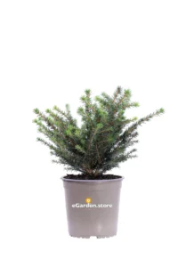 Abete - Picea Omorika Karel v15 egarden.store online