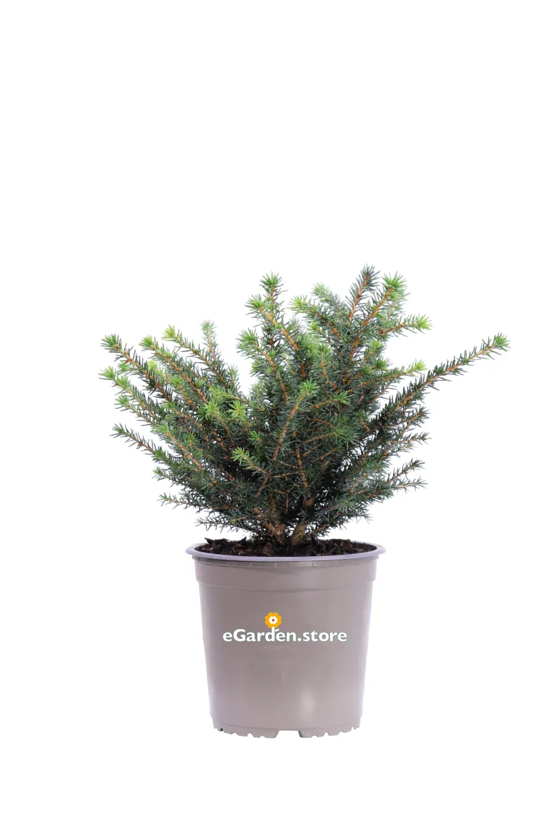 Abete - Picea Omorika Karel v15 egarden.store online