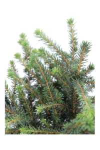 Abete - Picea Omorika Karel v15 egarden.store online