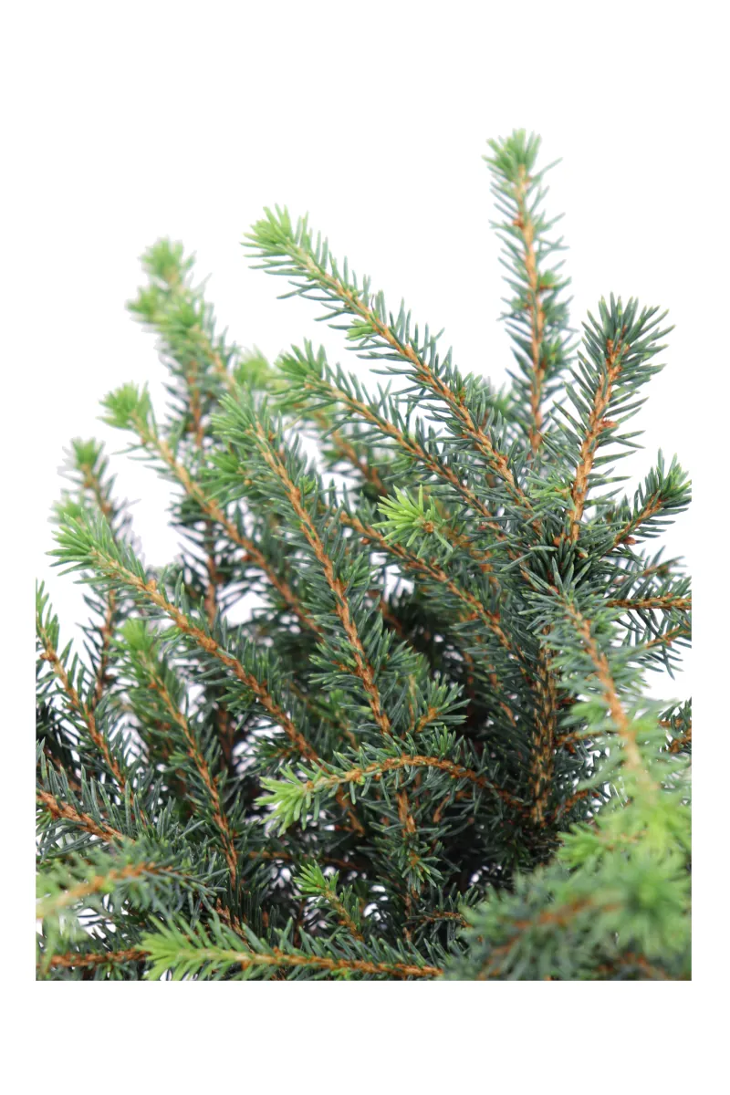 Abete - Picea Omorika Karel v15 egarden.store online