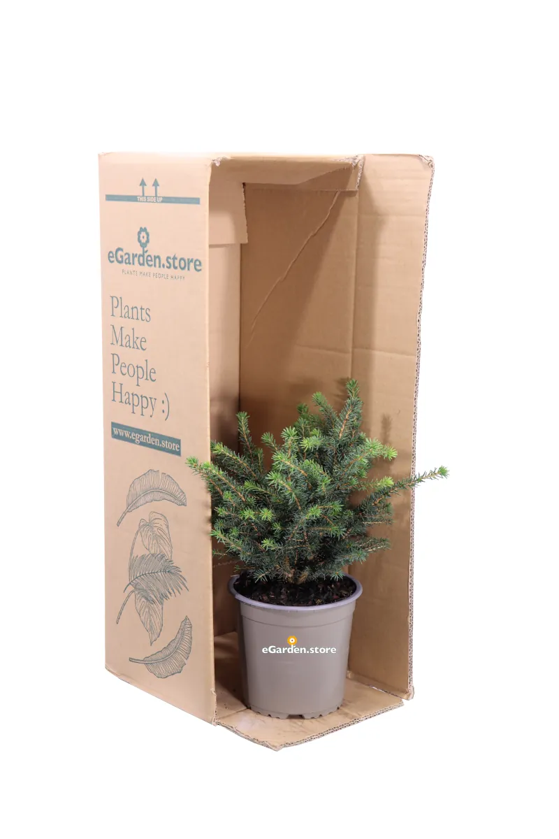 Abete - Picea Omorika Karel v15 egarden.store online