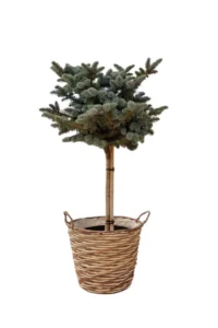 Abete - Picea Pungens Globosa Alberello Willow online