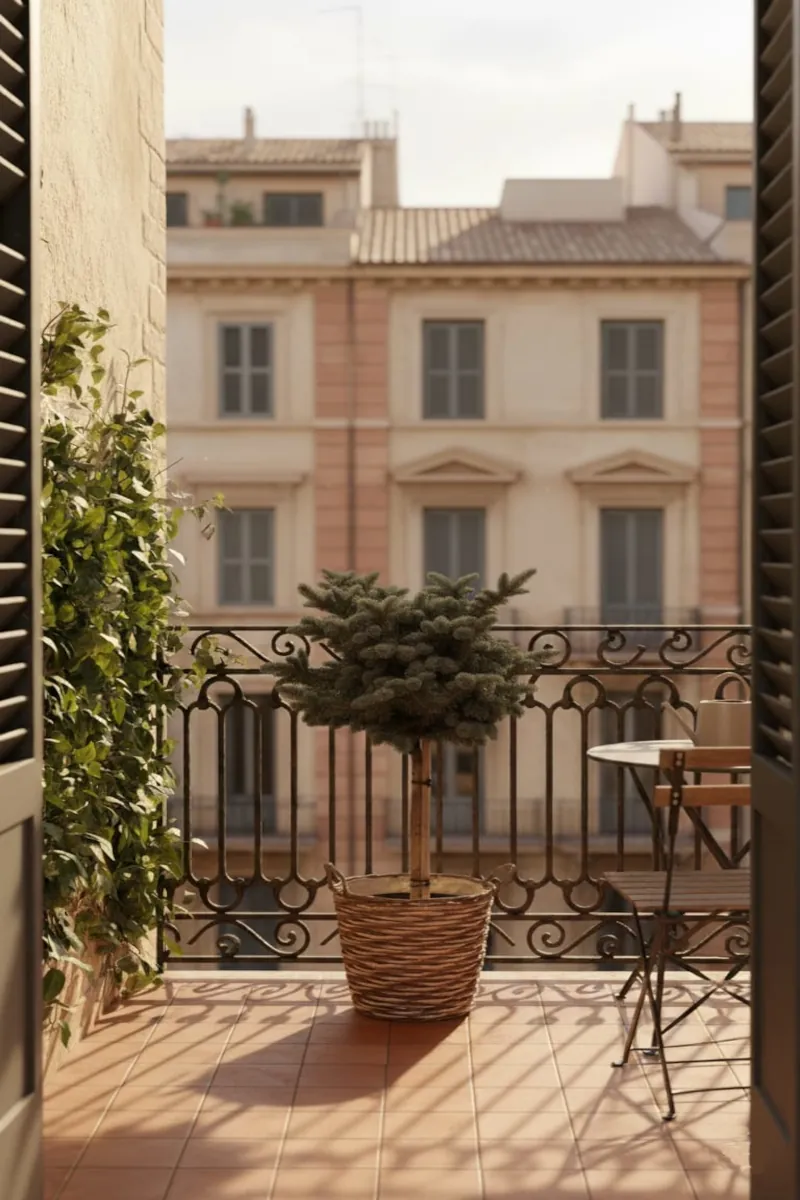 Abete - Picea Pungens Globosa Alberello Willow Balcone online