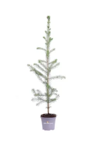 Abete Rosso - Picea Abies v9 egarden.store 1 Abete Rosso - Picea Abies v9 egarden.store online