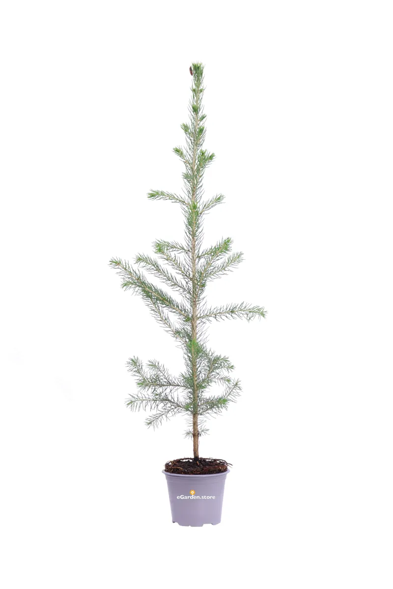 Abete Rosso - Picea Abies v9 egarden.store online