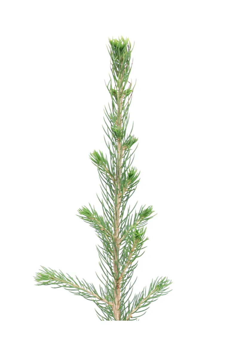 Abete Rosso - Picea Abies v9 egarden.store 2 Abete Rosso - Picea Abies v9 egarden.store online