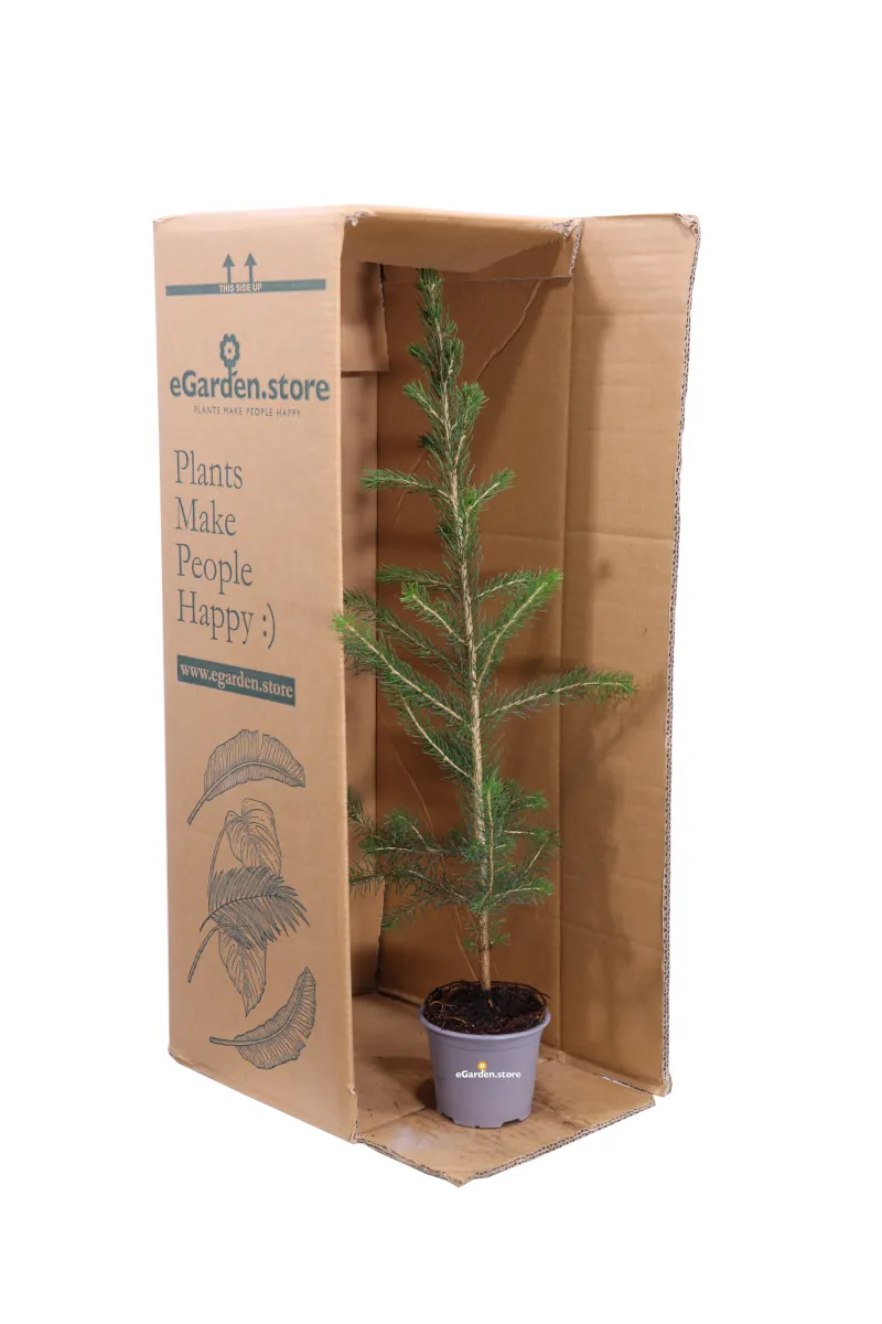 Abete Rosso - Picea Abies v9 egarden.store 3 Abete Rosso - Picea Abies v9 egarden.store online