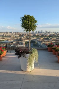 Alloro-Loropetalum-Dichondra Terrazzo Millennium h53 online