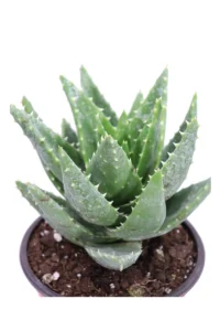 Aloe Brevifolia v14 egarden.store online