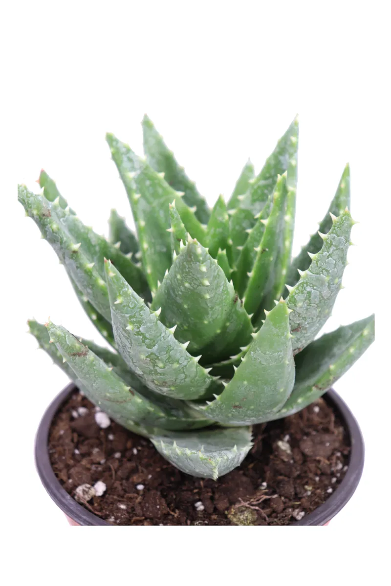 Aloe Brevifolia v14 egarden.store online