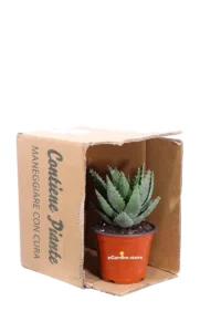 Aloe Brevifolia v14 egarden.store online