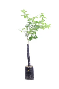 Arancio Arcobal - Citrus X Aurantium Arcobal Fitocella egarden.store online