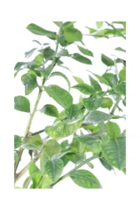 Arancio Arcobal - Citrus X Aurantium Arcobal Fitocella egarden.store online