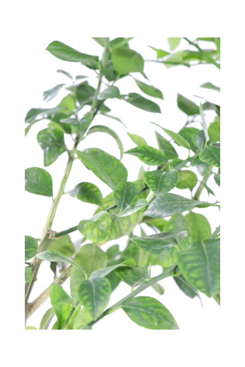 Arancio Arcobal - Citrus X Aurantium Arcobal Fitocella egarden.store online