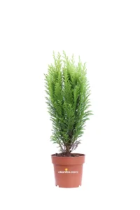 Chamaecyparis Lawsoniana Ivonne v13 egarden.store online
