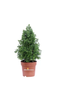 Chamaecyparis Thyoides Top Point