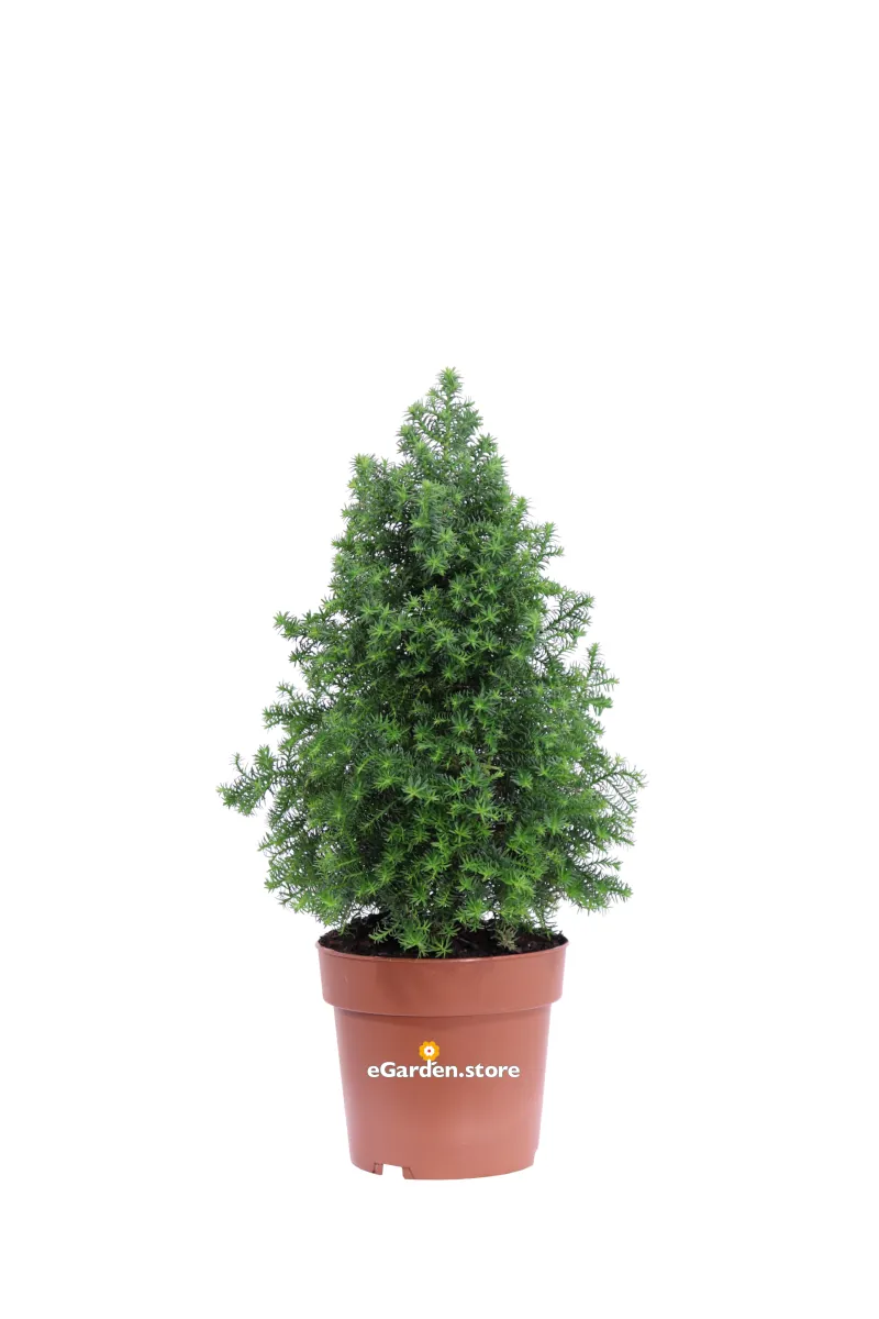 Chamaecyparis Thyoides Top Point