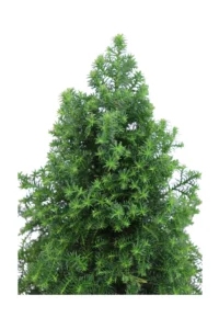 Chamaecyparis Thyoides Top Point v13 egarden.store online