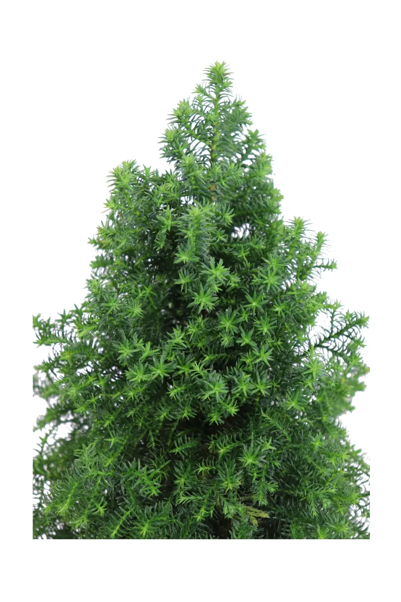 Chamaecyparis Thyoides Top Point v13 egarden.store online