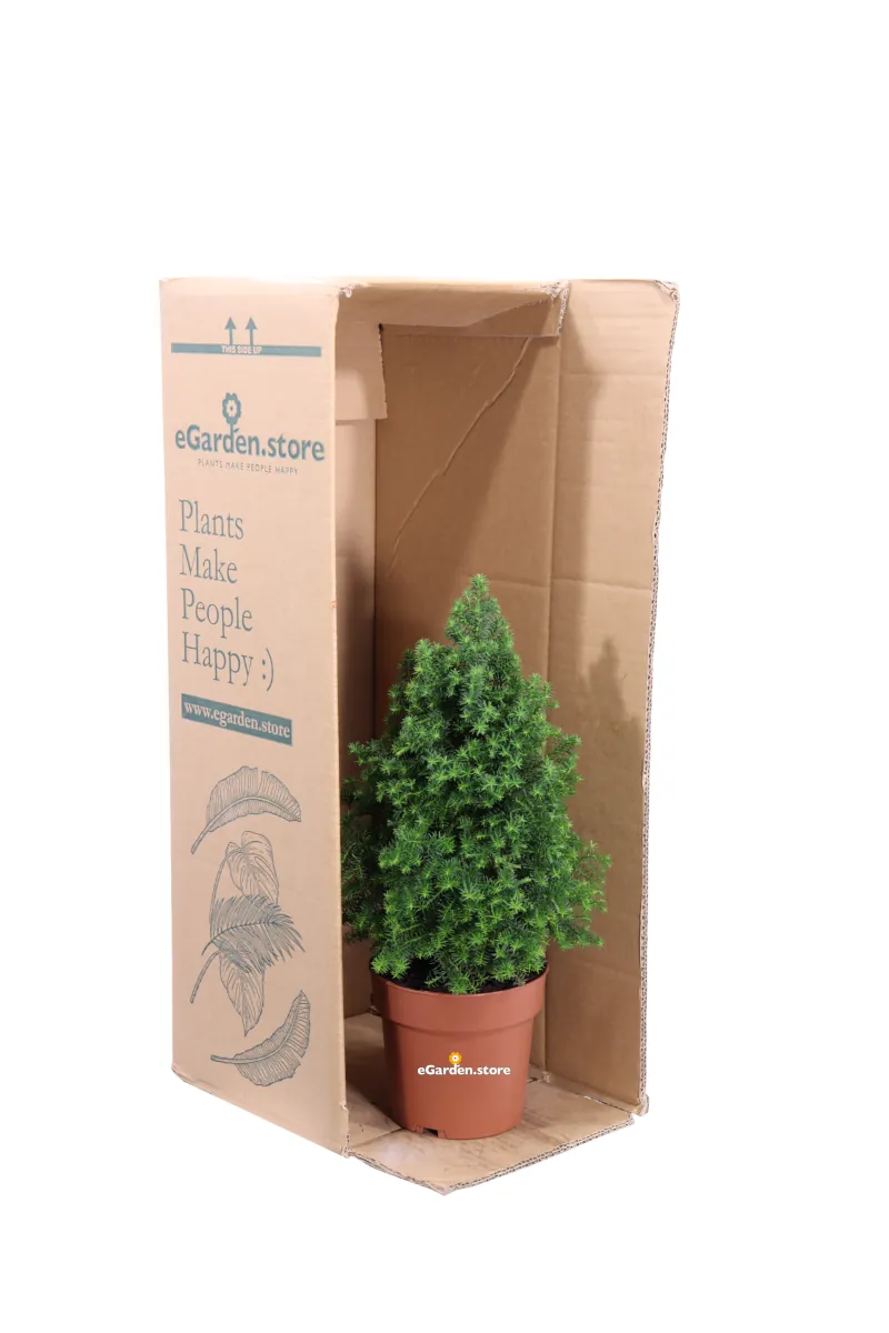 Chamaecyparis Thyoides Top Point v13 egarden.store online