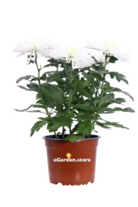 Crisantemo - Chrysanthemum Indicum Anastasia Bianco v15 egarden.store online