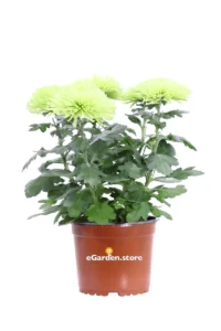 Crisantemo - Chrysanthemum Indicum Anastasia Verde v15 egarden.store online