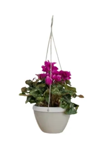 Dichondra-Ciclamino-Calluna Vista Grigio egarden.store online